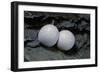 Phelsuma Ornata (Ornate Day Gecko) - Eggs-Paul Starosta-Framed Photographic Print