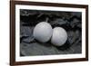 Phelsuma Ornata (Ornate Day Gecko) - Eggs-Paul Starosta-Framed Photographic Print