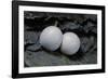 Phelsuma Ornata (Ornate Day Gecko) - Eggs-Paul Starosta-Framed Photographic Print