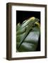 Phelsuma Quadriocellata (Peacock Day Gecko)-Paul Starosta-Framed Photographic Print