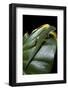 Phelsuma Quadriocellata (Peacock Day Gecko)-Paul Starosta-Framed Photographic Print