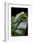 Phelsuma Quadriocellata (Peacock Day Gecko)-Paul Starosta-Framed Photographic Print