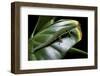 Phelsuma Quadriocellata (Peacock Day Gecko)-Paul Starosta-Framed Photographic Print