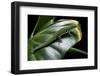 Phelsuma Quadriocellata (Peacock Day Gecko)-Paul Starosta-Framed Photographic Print