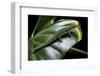 Phelsuma Quadriocellata (Peacock Day Gecko)-Paul Starosta-Framed Photographic Print