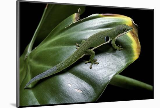 Phelsuma Quadriocellata (Peacock Day Gecko)-Paul Starosta-Mounted Photographic Print