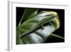 Phelsuma Quadriocellata (Peacock Day Gecko)-Paul Starosta-Framed Photographic Print