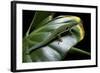 Phelsuma Quadriocellata (Peacock Day Gecko)-Paul Starosta-Framed Photographic Print