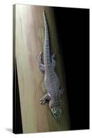 Phelsuma Standingi (Standing's Day Gecko)-Paul Starosta-Stretched Canvas