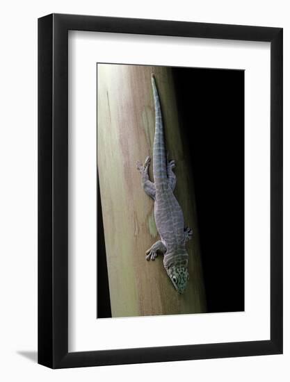 Phelsuma Standingi (Standing's Day Gecko)-Paul Starosta-Framed Photographic Print