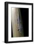 Phelsuma Standingi (Standing's Day Gecko)-Paul Starosta-Framed Photographic Print