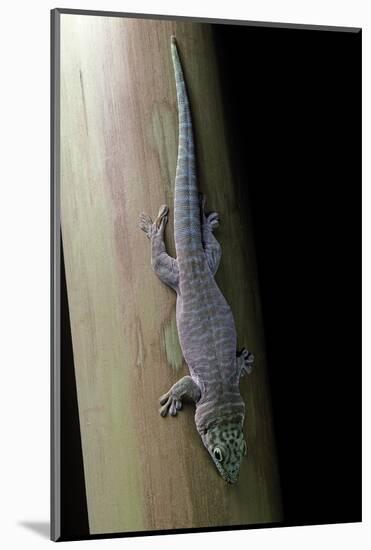 Phelsuma Standingi (Standing's Day Gecko)-Paul Starosta-Mounted Photographic Print