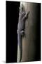 Phelsuma Standingi (Standing's Day Gecko)-Paul Starosta-Mounted Photographic Print