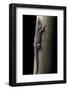 Phelsuma Standingi (Standing's Day Gecko)-Paul Starosta-Framed Photographic Print