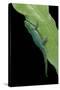 Phelsuma V-Nigra (Indian Day Gecko)-Paul Starosta-Stretched Canvas