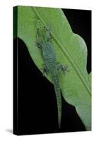 Phelsuma V-Nigra (Indian Day Gecko)-Paul Starosta-Stretched Canvas