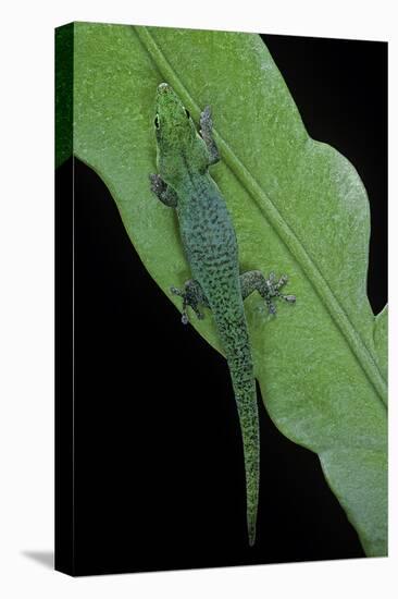 Phelsuma V-Nigra (Indian Day Gecko)-Paul Starosta-Stretched Canvas