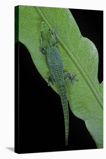 Phelsuma V-Nigra (Indian Day Gecko)-Paul Starosta-Stretched Canvas
