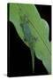 Phelsuma V-Nigra (Indian Day Gecko)-Paul Starosta-Stretched Canvas