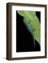 Phelsuma V-Nigra (Indian Day Gecko)-Paul Starosta-Framed Photographic Print