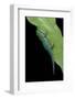 Phelsuma V-Nigra (Indian Day Gecko)-Paul Starosta-Framed Photographic Print