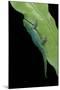 Phelsuma V-Nigra (Indian Day Gecko)-Paul Starosta-Mounted Photographic Print