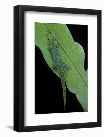 Phelsuma V-Nigra (Indian Day Gecko)-Paul Starosta-Framed Photographic Print