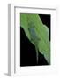 Phelsuma V-Nigra (Indian Day Gecko)-Paul Starosta-Framed Photographic Print