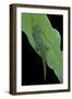 Phelsuma V-Nigra (Indian Day Gecko)-Paul Starosta-Framed Photographic Print