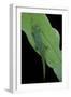 Phelsuma V-Nigra (Indian Day Gecko)-Paul Starosta-Framed Photographic Print