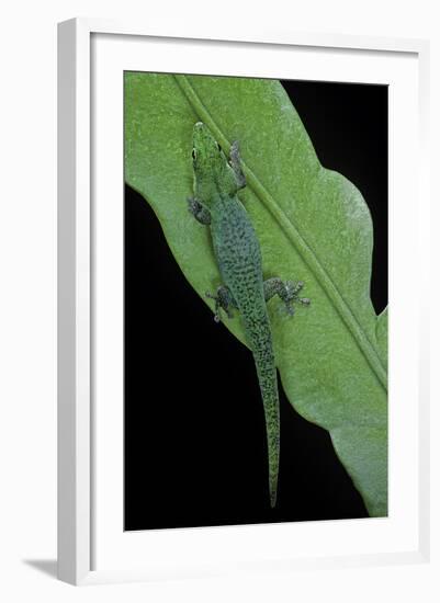 Phelsuma V-Nigra (Indian Day Gecko)-Paul Starosta-Framed Photographic Print