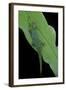 Phelsuma V-Nigra (Indian Day Gecko)-Paul Starosta-Framed Photographic Print