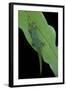 Phelsuma V-Nigra (Indian Day Gecko)-Paul Starosta-Framed Photographic Print