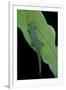 Phelsuma V-Nigra (Indian Day Gecko)-Paul Starosta-Framed Photographic Print