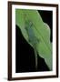 Phelsuma V-Nigra (Indian Day Gecko)-Paul Starosta-Framed Photographic Print