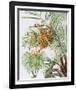 Pheonix Palm-Marion Sheehan-Framed Collectable Print