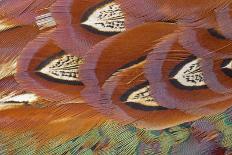 Common Pheasant (Phasianus colchicus) adult male, close-up of feathers, Scottish Borders-Phil McLean-Framed Photographic Print