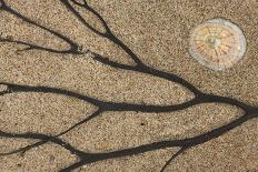 Dried seaweed and limpet shell on beach, Northumberland, England-Phil McLean-Stretched Canvas