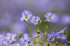 Flax flowers Monmouthshire, Wales, UK-Phil Savoie-Photographic Print