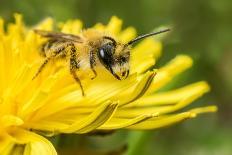 Smeathman's furrow bee, Wales, UK-Phil Savoie-Photographic Print