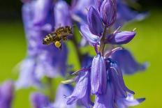 Honeybee flying to Bluebell flowers, Wales, UK-Phil Savoie-Photographic Print