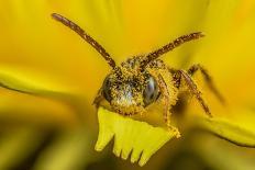 Little nomad bee covered in Dandelion pollen, Wales, UK-Phil Savoie-Photographic Print