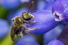 European Honey Bee (Apis Mellifera) Feeding On Flower (Geranium Sp). Monmouthshire, Wales, UK-Phil Savoie-Photographic Print