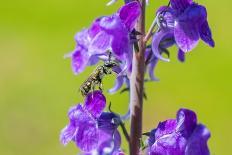 Honeybee flying to Bluebell flowers, Wales, UK-Phil Savoie-Photographic Print