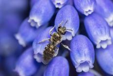 Smeathman's furrow bee visiting Purple Toadflax, UK-Phil Savoie-Photographic Print