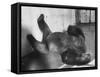 Phil the Gorilla Sleeping on His Back at the St. Louis Zoo-Wallace Kirkland-Framed Stretched Canvas