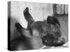 Phil the Gorilla Sleeping on His Back at the St. Louis Zoo-Wallace Kirkland-Stretched Canvas