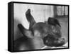 Phil the Gorilla Sleeping on His Back at the St. Louis Zoo-Wallace Kirkland-Framed Stretched Canvas