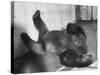 Phil the Gorilla Sleeping on His Back at the St. Louis Zoo-Wallace Kirkland-Stretched Canvas