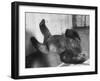 Phil the Gorilla Sleeping on His Back at the St. Louis Zoo-Wallace Kirkland-Framed Photographic Print